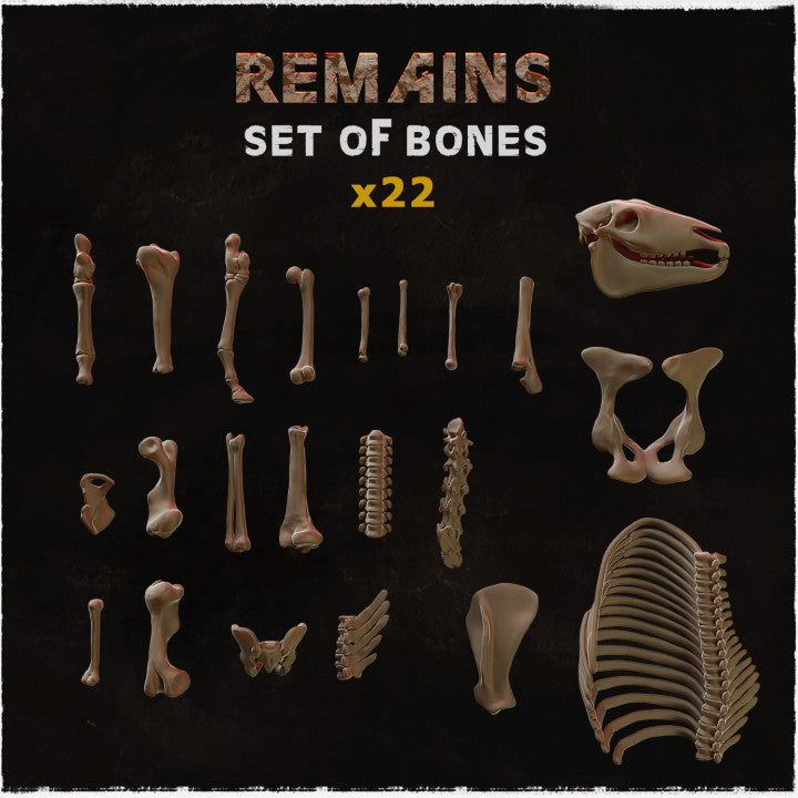 Remains Set of Bones