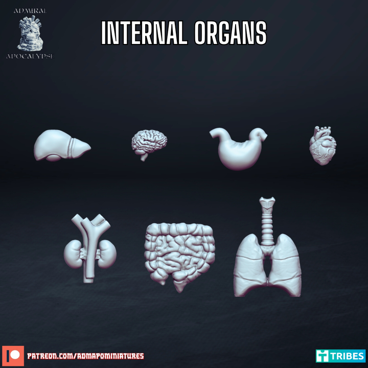 Internal Organs