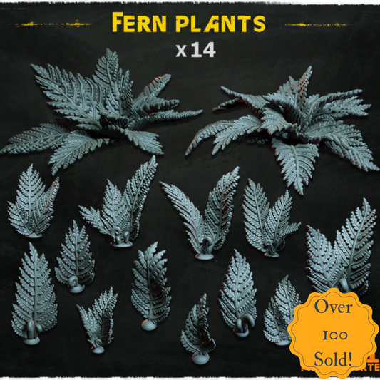 Fern Plants