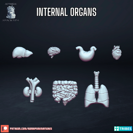 Internal Organs