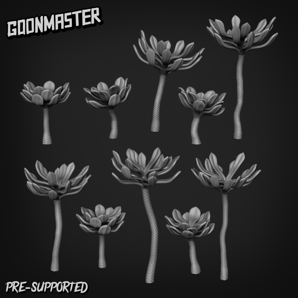 Aeonium Hierrense by Goon Master