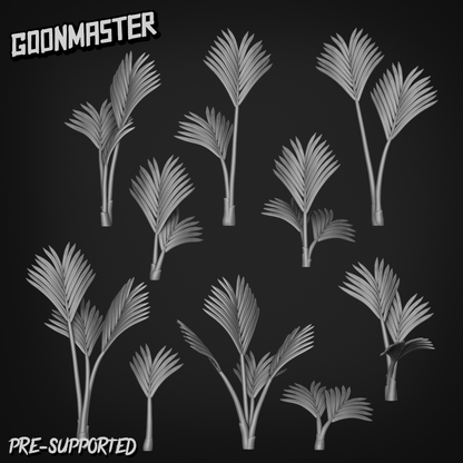Howea Forsteriana by Goon Master