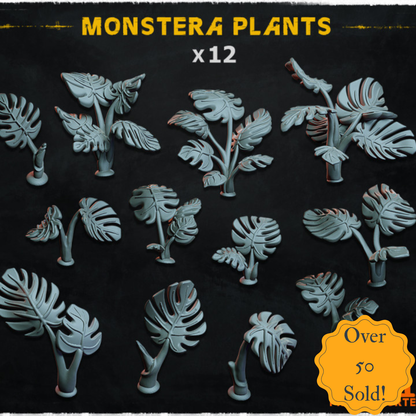 Monstera Plants